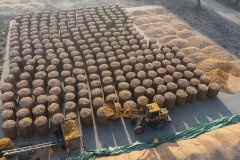 当好国度粮食平安“压舱石”——“北大