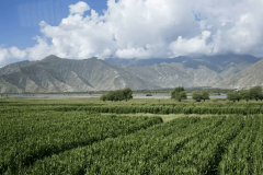 省玉米称号取种植分布清点