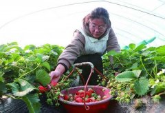 特色农业促增收 农人“冬闲”变“冬忙”