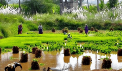 印度高温农做物 产量危机迫正在眉睫