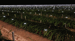 <b>人制光种火龙果电价多低才能种庄稼出产</b>