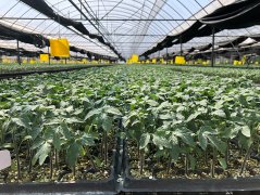 <b>不雅云台 这里的种子 为四时“果蔬”</b>