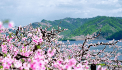 <b>春季南方常见曾大面积种植现在正在农田</b>