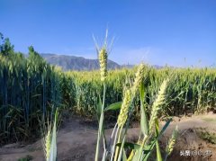 <b>今日四月初一若是呈现好天农谚有啥提醒</b>