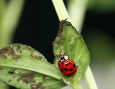 “虫虫奸细队”出动!——守护京郊菜篮