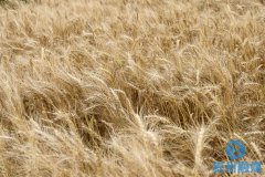 叙州区3000亩小麦喜获丰收