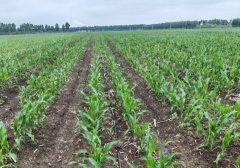 安达：“水肥一体化”为农做物增“养分