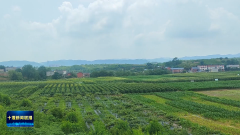 选育良种为中国玉米制好芯